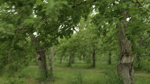 Slow motion Glide Through summer Apple Orchid Stock Footage 246337547