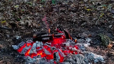 Slow Motion of Glowing Embers and Campfire Ashes in Forest 스톡 동영상 342162163