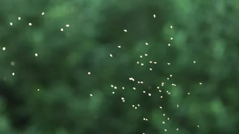 Slow Motion Gnats and insects flying around with blurred background, UK Stock Footage 343756697