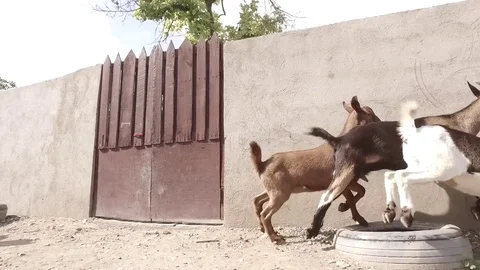 Slow Motion Goats Running Wild in the streets in Jamaica Stock Footage 70178725