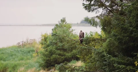 Slow motion of Golden eagle sitting on tree branch, looking for prey, Alaska Vidéo 123742775