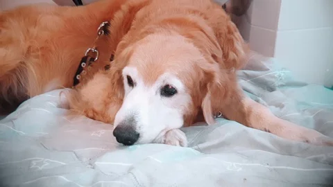 Slow motion of Golden Retriever getting up from sleep Video stock 100638325