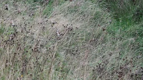 Slow Motion Goldfinches Video stock 186149770