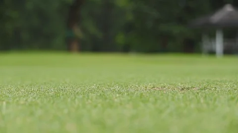 Slow motion of Golf Ball Falls Into The Hole Close Up Stock Footage 113512737