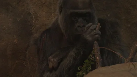 Slow Motion Gorilla Stock Footage 165298339