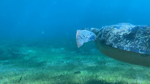 Slow motion of graceful green turtle swimming in the great barrier reef. Stock Footage 104581394