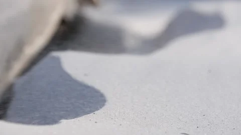 Slow motion, grains of sand drifting by the wind Stock Footage 170946493