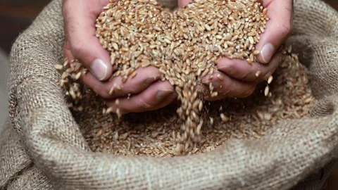 In slow-motion, grains of wheat tumble through farmer's fingers into a jute.. Stock Footage 253298057