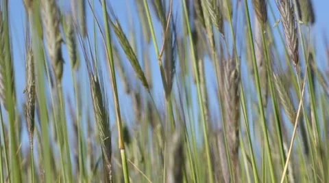 Slow motion grains of wheat on wind Stock Footage 51505237