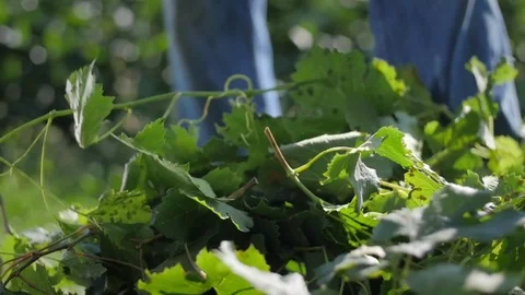 Slow motion of a grape branch falling on the ground Stock-Footage 76558862