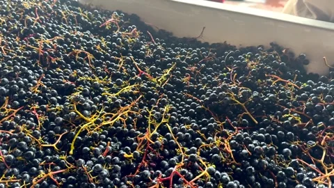 Slow Motion Grape Unloading – The Art of Winemaking Stock Footage 305459499