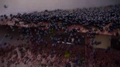 Slow motion of grapes getting sorted and ready for wine making Stock Footage 345286407