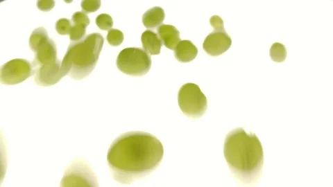 Slow motion – grapes rolling towards camera – vers.03/04 Stock Footage 80010573