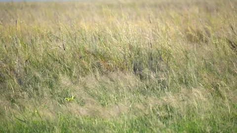 Slow motion grass in Amboseli Stock Footage 132833896