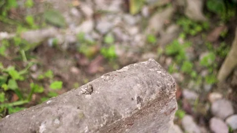 Slow motion of grass and rocks inbetween roots of a tree Stock Footage 82245940