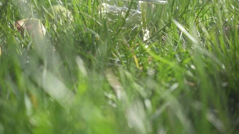 Slow motion in the grass apples and a glass of juice Stock Footage 88217203