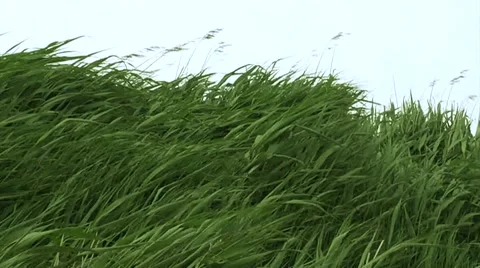 Slow Motion of Grass Blades Blowing in the Strong Wind Stock Footage