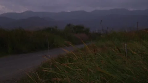 Slow Motion Grass Blowing in Breeze at Dusk Video stock 136762177