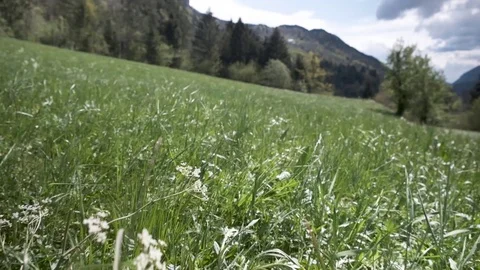 Slow motion of the grass blowing in the wind during springtime. A bug Stock Footage 108087827