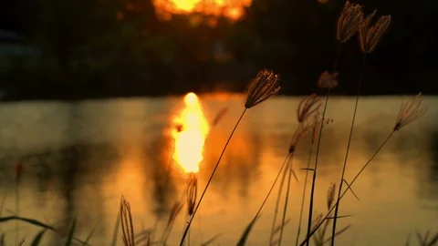 Slow motion,The grass is blown in the evening with the sun falling. Stock Footage 108012798