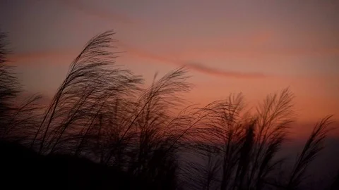 Slow motion, the grass is blown in the twilight. Stock Footage 100608554