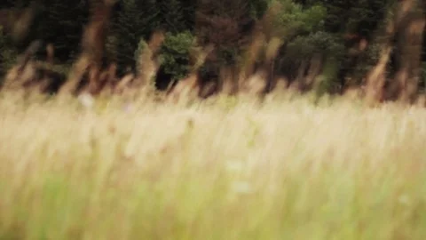 Slow motion grass field flowers colorful nature background beautiful environment Stock Footage 99370201