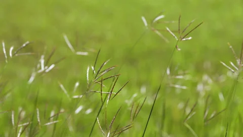 Slow motion grass flower on windy of beautiful nature background 库存影片 217900393