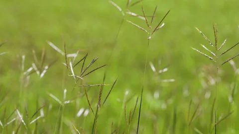 Slow motion grass flower on windy of beautiful nature background Vídeo Stock 217900639