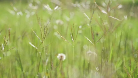 Slow motion grass flower on windy of beautiful nature background 動画素材 217901257