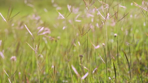 Slow motion grass flower on windy of beautiful nature background Stock Footage 217902210