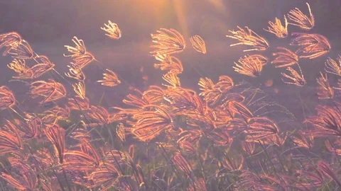 Slow motion grass in grass field is blowing follow wind in sun set Vidéo 83607777