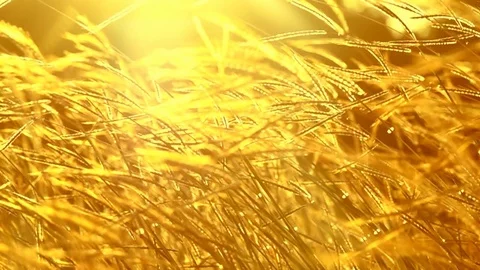 Slow motion grass in grass field is blowing follow wind in sun set 库存影片 83609601