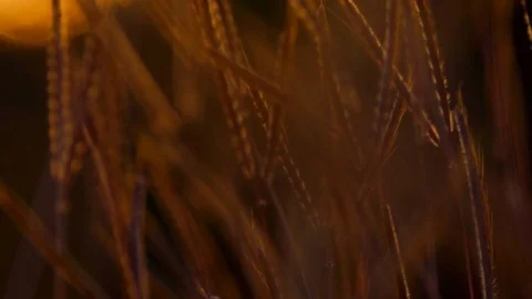 Slow motion grass in grass field is blowing follow wind in sun set 動画素材 83618116