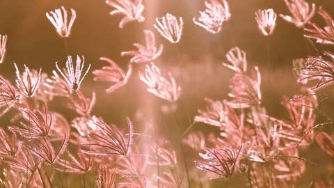 Slow motion grass in grass field is blowing follow wind in sun set Stock Footage 83618969