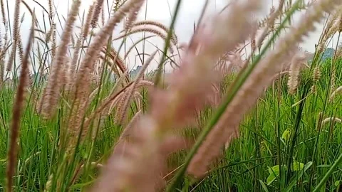 Slow motion grass Sinematic  Stock Footage 321509641