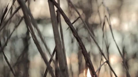 Slow motion Grass at sunrise Stock Footage 44803281