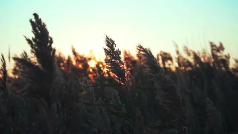 Slow Motion of Grass Swaying in the Wind at Sunset Stock-Footage 281452657
