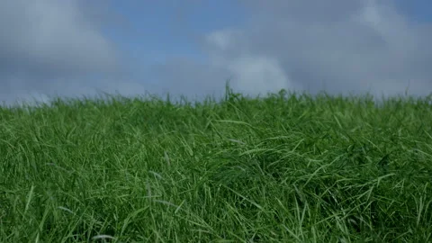 Slow Motion of Grass Swaying in the Wind Видео 332511076