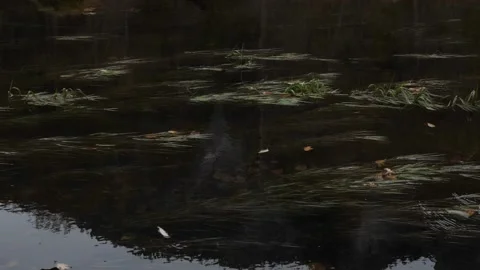 Slow motion grass in water Stock Footage 144297672