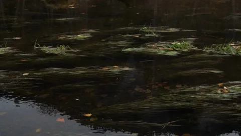 Slow motion grass in water Stock Footage 144297946