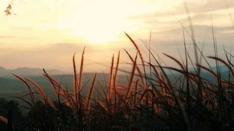Slow motion grass in wind blowing with sunlight shining in the evening Stock Footage 142677807