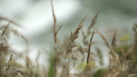 Slow Motion Grass in Wind Stock-Footage 165301167