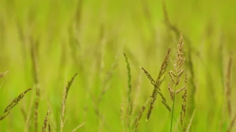 Slow motion grass on windy in grassland of beautiful nature Vidéo 179570284