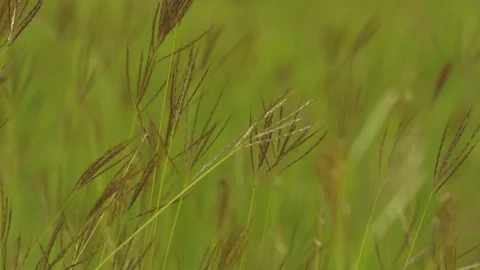 Slow motion grass on windy on green nature Video stock 122897031