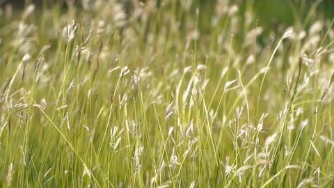 Slow motion grass on windy on green nature Stock Footage 122899075
