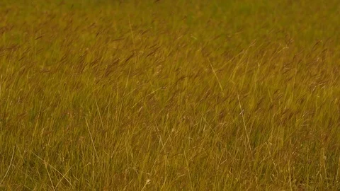 Slow motion grass on windy on green nature Видео 122900236