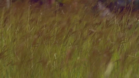 Slow motion grass on windy on green nature Stock-Footage 122900244
