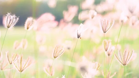 Slow motion grass on windy in pasture in farmland on sunset Vidéo 101823121