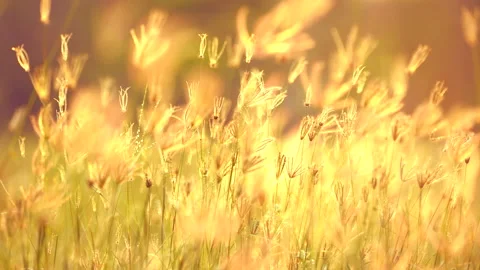 Slow motion grass on windy on sunny background 動画素材 137440928
