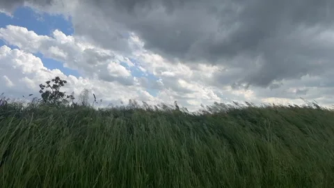 Slow motion of grasses blowing in the wind over a rural field in the midwest Video stock 343561286